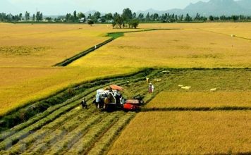 Enhancing added value for Vietnamese agricultural products