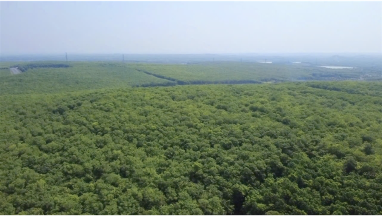 A rubber plantation are in Đồng Nai Province. Việt Nam has more than 900,000 ha of rubber plantations, with over 60 per cent operated by smallholders. — VNA/VNS Photo Nhật Bình