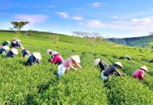 Đánh giá tỷ lệ tận dụng C/O CPTPP tại thị trường Canada 3 Quý đầu năm 2023 đối với các mặt hàng nông sản