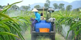 EU siết dư lượng thuốc bảo vệ thực vật, doanh nghiệp xuất khẩu đối mặt thêm rào cản