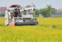 Đề xuất minh bạch cơ chế chỉ định thương nhân xuất khẩu gạo